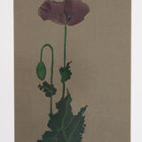 Poppy, Aquarelle on Paper, 42 x 52 cm