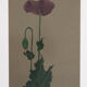 Poppy, Aquarelle on Paper, 42 x 52 cm