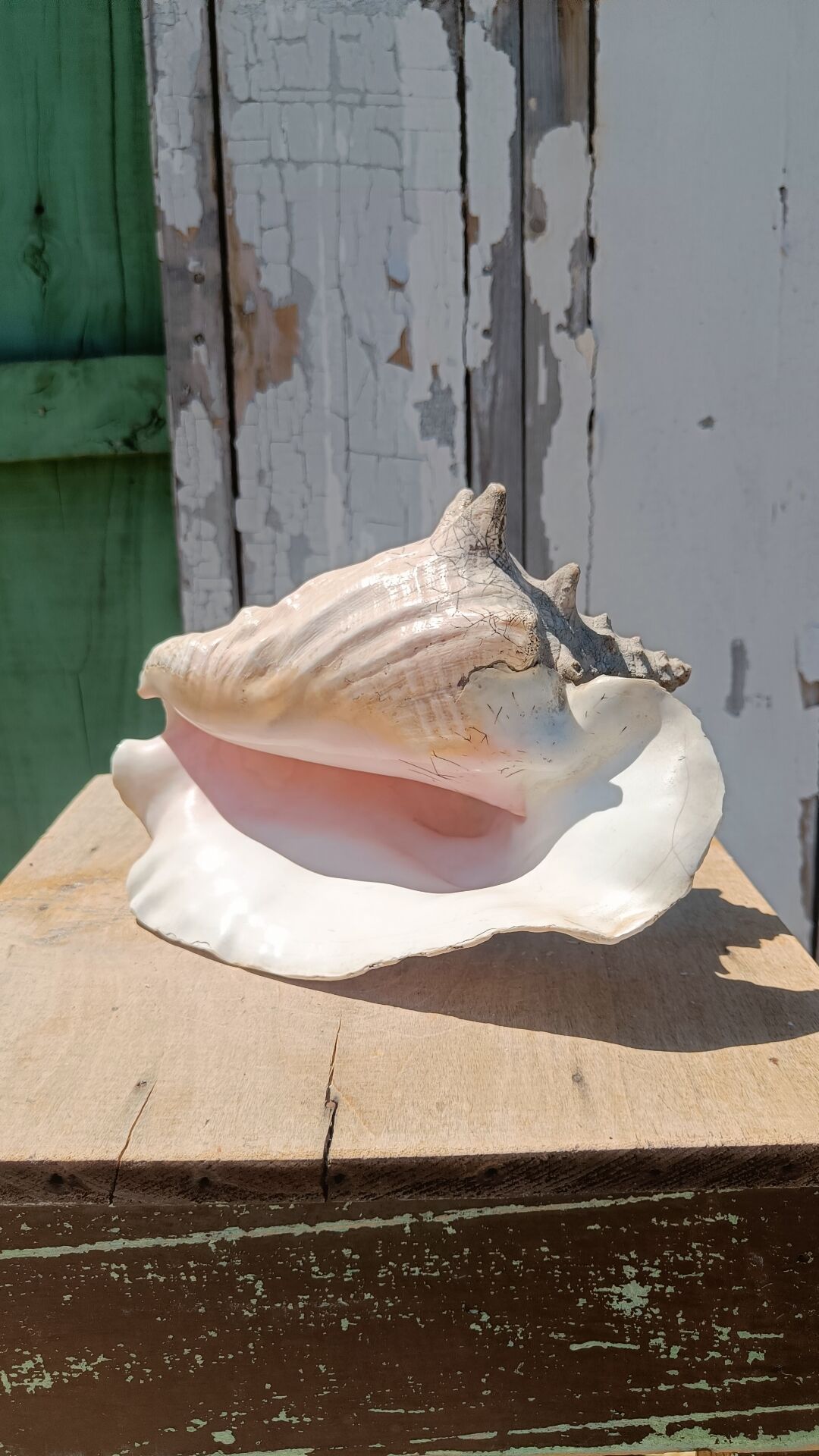 Coquillage conque  lambi