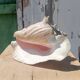 Coquillage conque  lambi