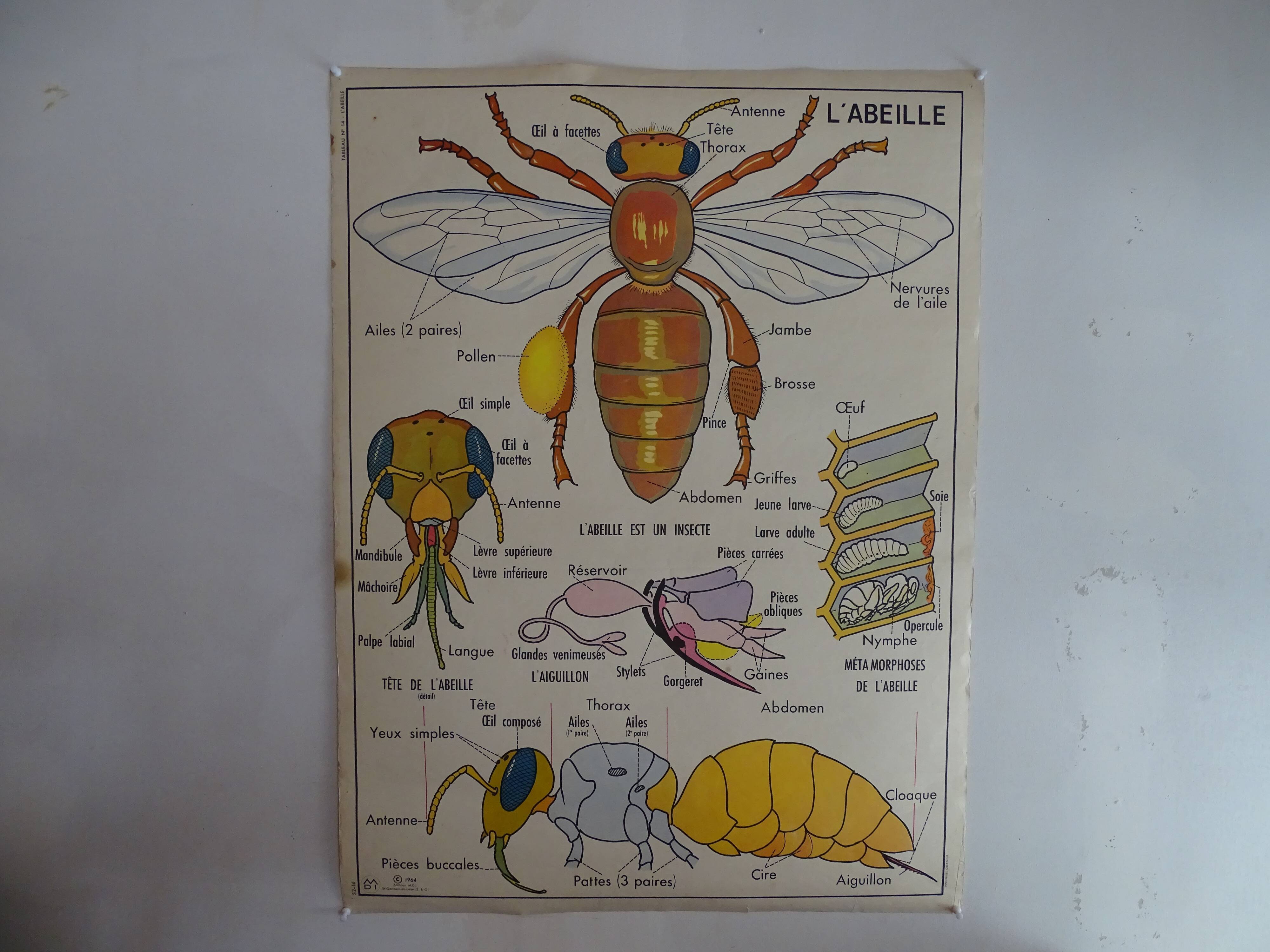 School poster on both sides anatomy fish and bee. Edition MDI.1964