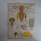 School poster on both sides anatomy fish and bee. Edition MDI.1964