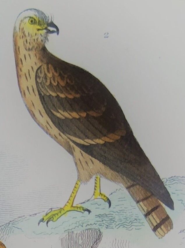 Original ornithological plate "Harrier - Subbuse - &c..." Buffon 1836