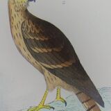 Planche ornithologique originale " Busard - Soubuse - &c... " Buffon 1836