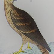Planche ornithologique originale " Busard - Soubuse - &c... " Buffon 1836