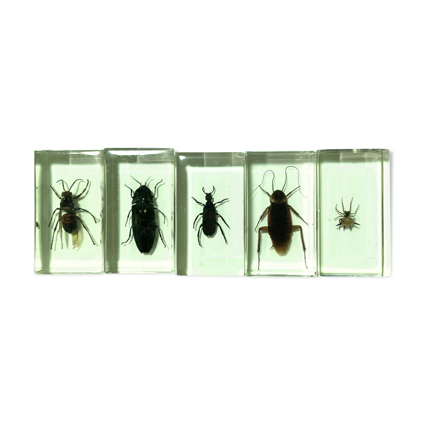 Lot of 5 insects under inclusion resin