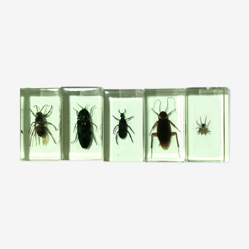 Lot de 5 insectes sous inclusion résine