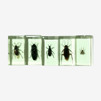 Lot of 5 insects under inclusion resin