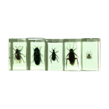 Lot of 5 insects under inclusion resin