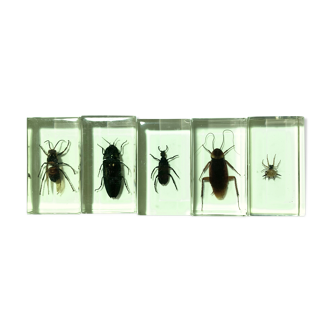 Lot of 5 insects under inclusion resin