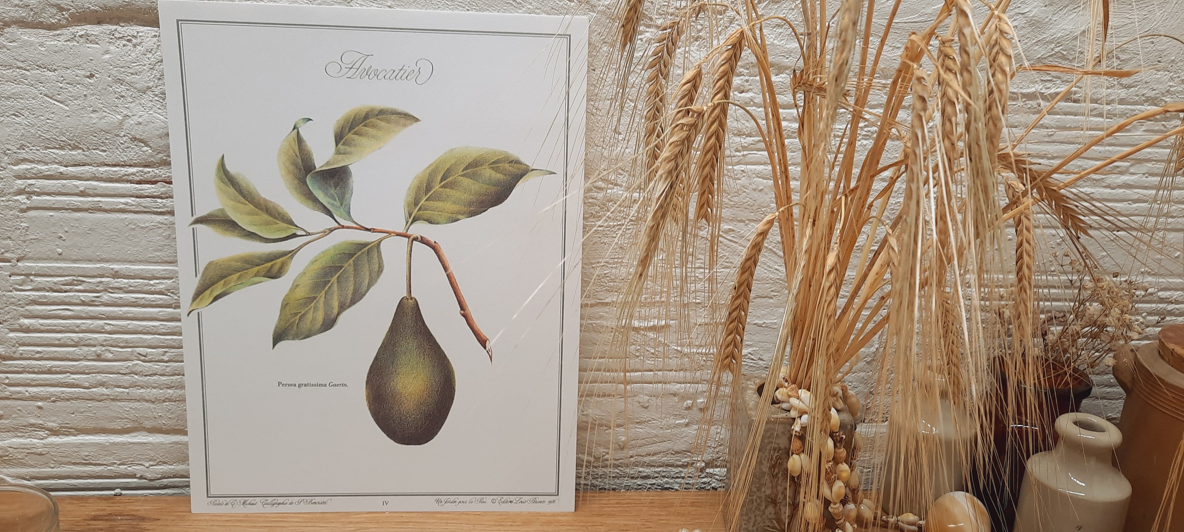 Botanical plate Avocado