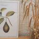 Planche botanique  Avocatier