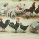 Gravure ancienne 1922, Poules 2, coq, races, basse-cour, ferme • Lithographie, Planche originale