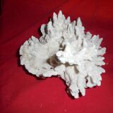 white coral branch block, curiosity cabinet, collection