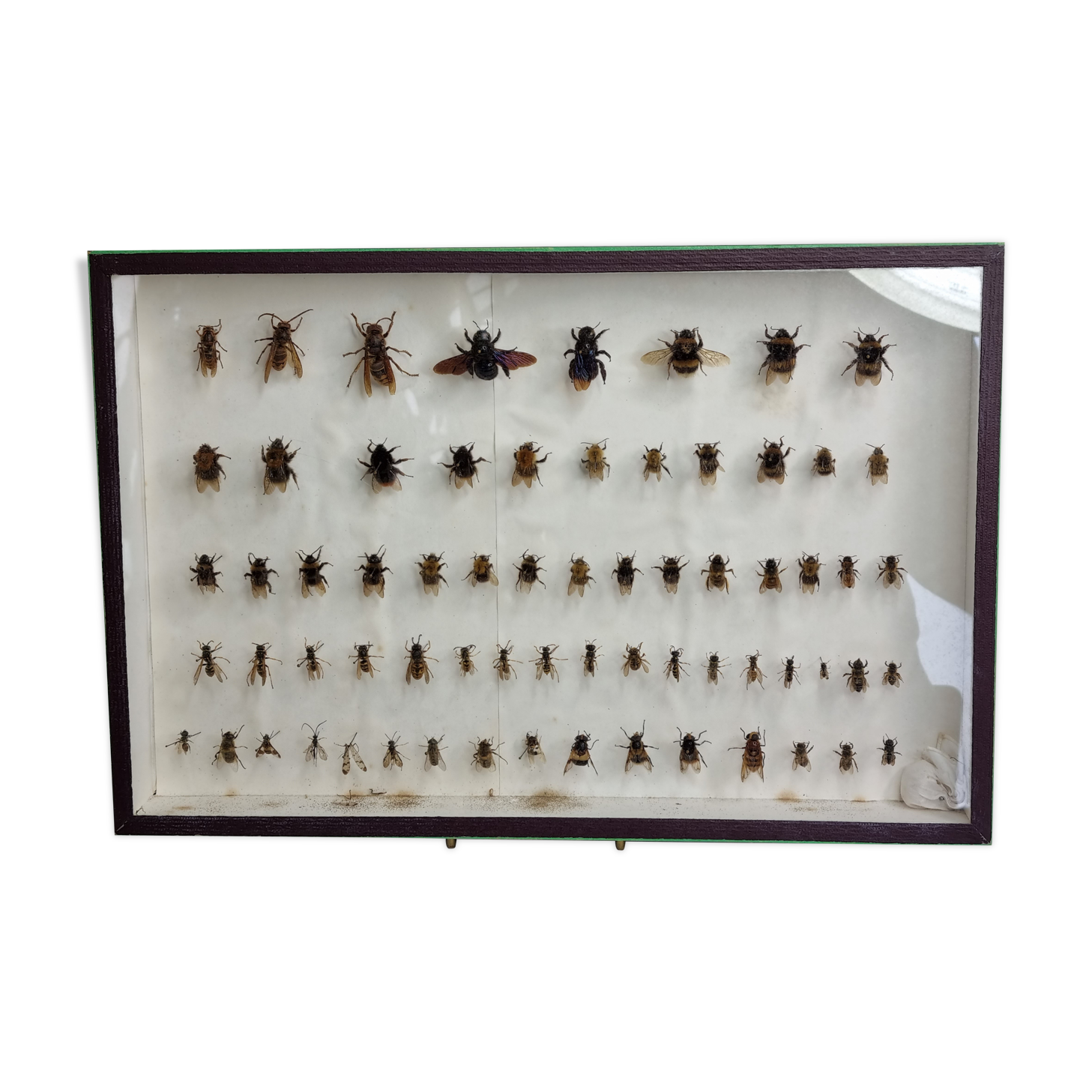 Entomologist's Collection, 67 varieties of Hymenoptera
