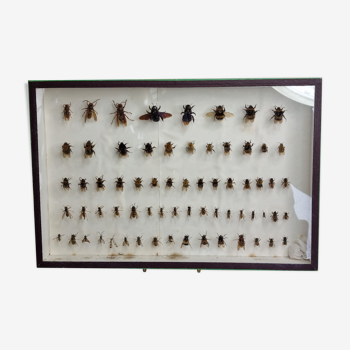 Entomologist's Collection, 67 varieties of Hymenoptera