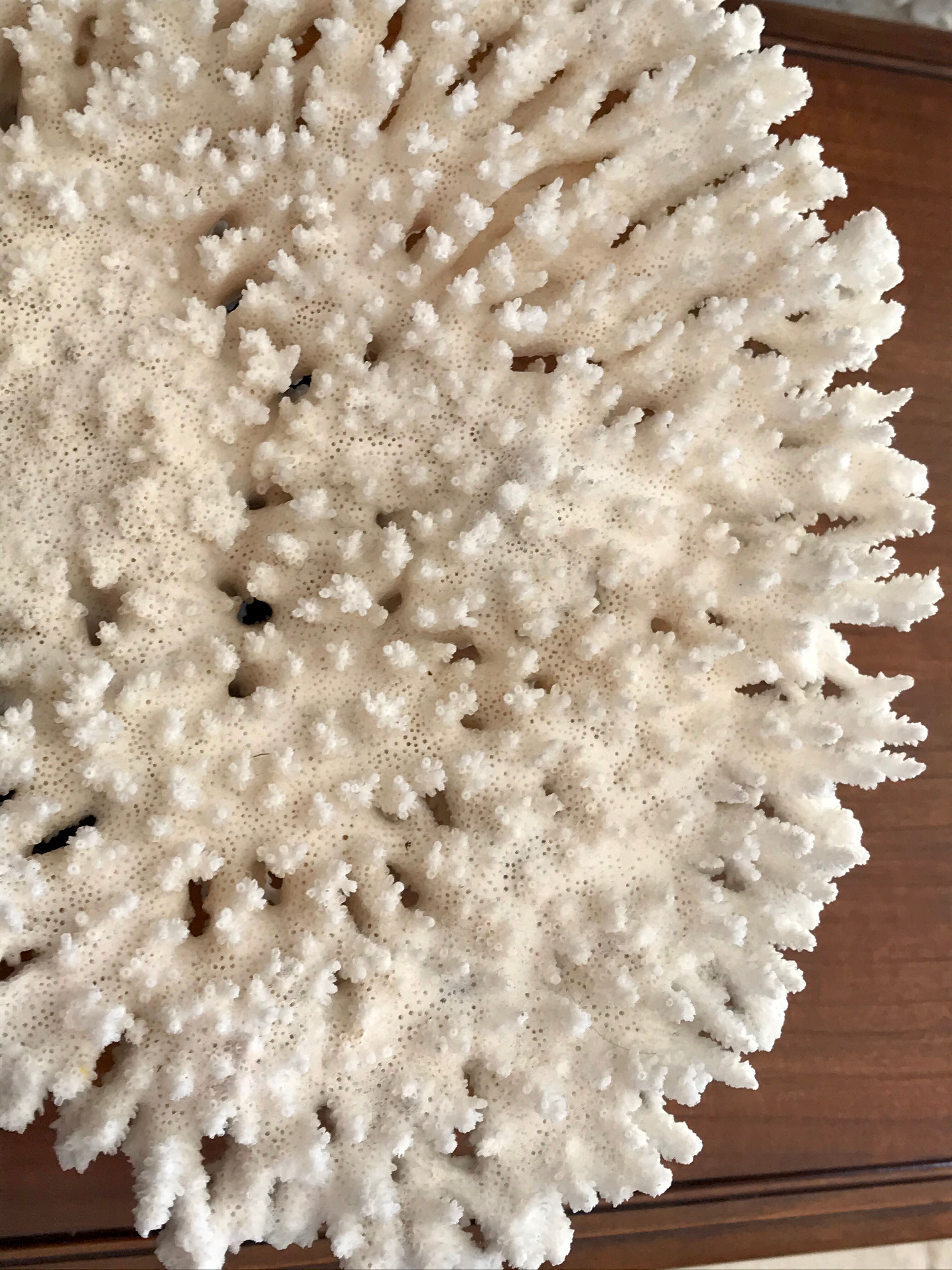 Ancient white coral branch