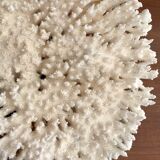 Ancient white coral branch