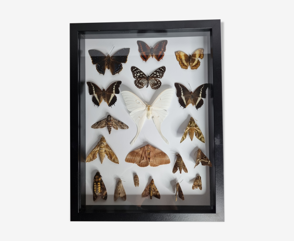 Painting of naturalized butterflies, collection of ancient entomologist