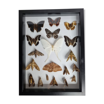 Painting of naturalized butterflies, collection of ancient entomologist