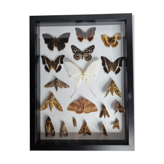 Tableau de papillons naturalisés, collection d'entomologiste ancienne