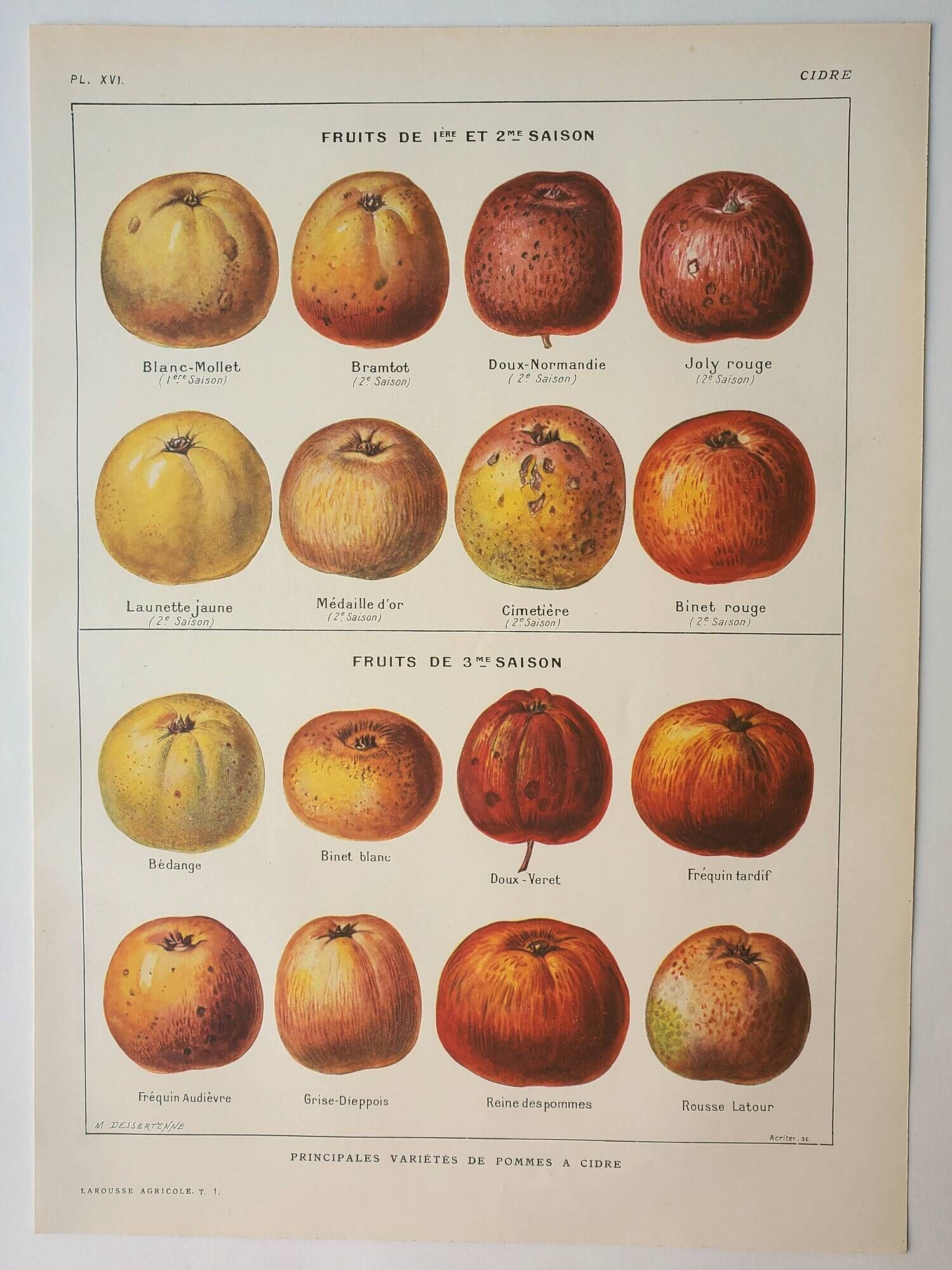 Old engraving 1923, Cider apple, variety, fruit • Lithograph, Original plate