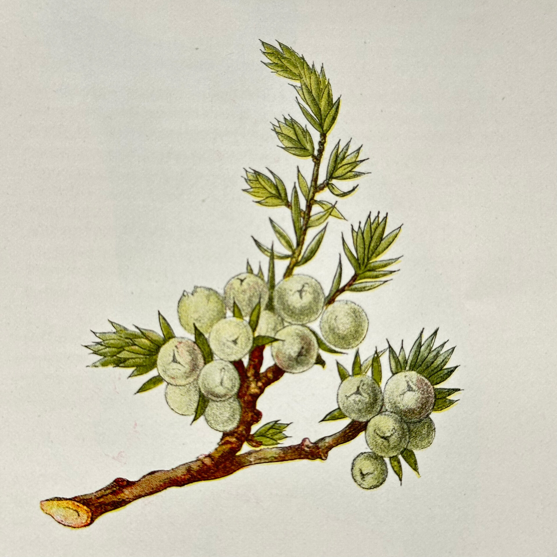 Old Botanical Engraving, "White Hellebore & Dwarf Juniper", Herbie