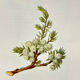 Old Botanical Engraving, "White Hellebore & Dwarf Juniper", Herbie