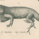 Antique engraving on reptiles : various lizards, pl3, 1828