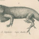 Gravure ancienne sur reptiles divers lézards pl3 1828