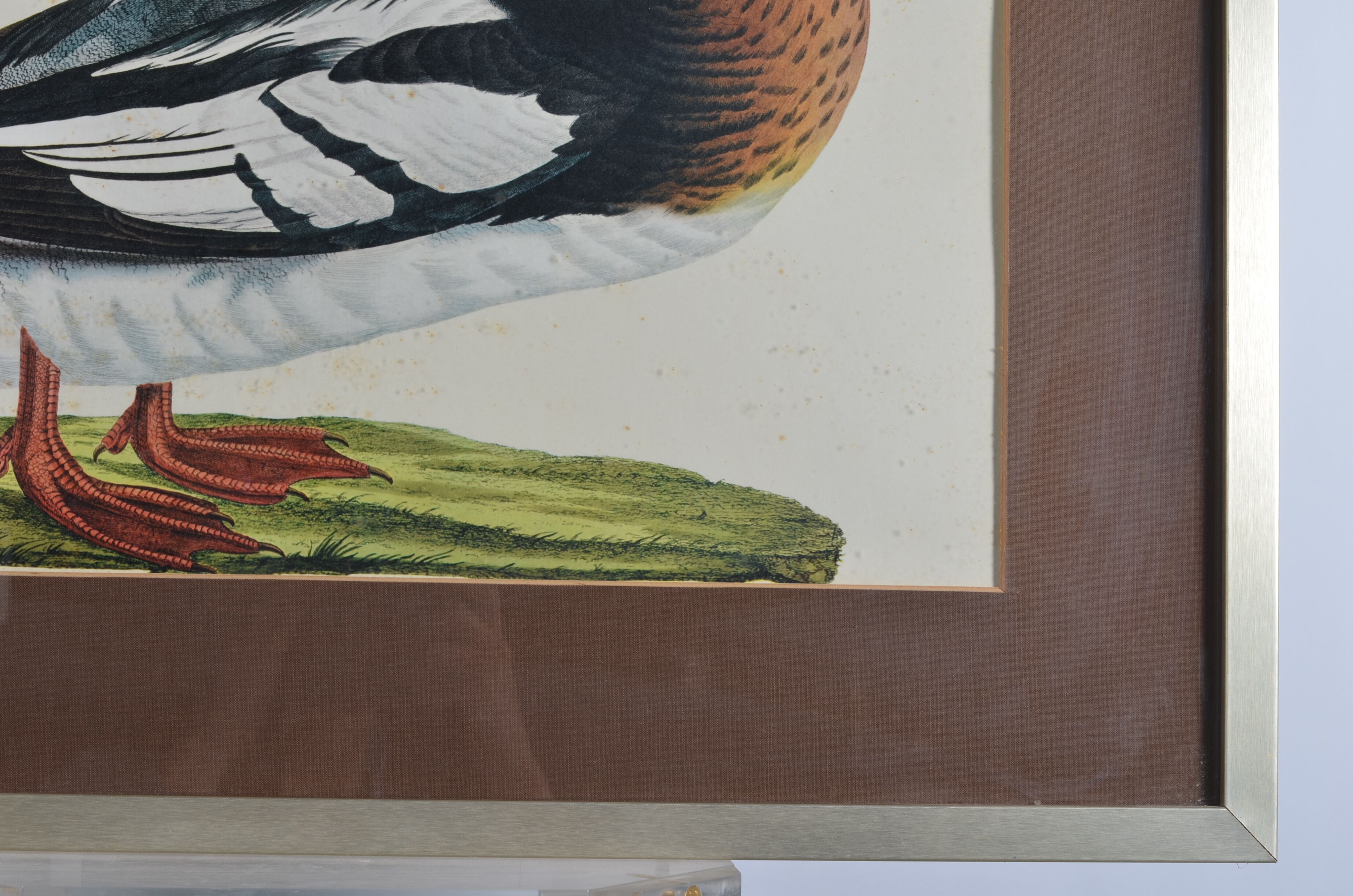 Animal lithography