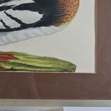 Animal lithography