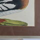Animal lithography
