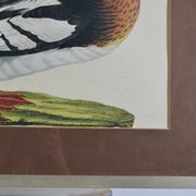 Animal lithography