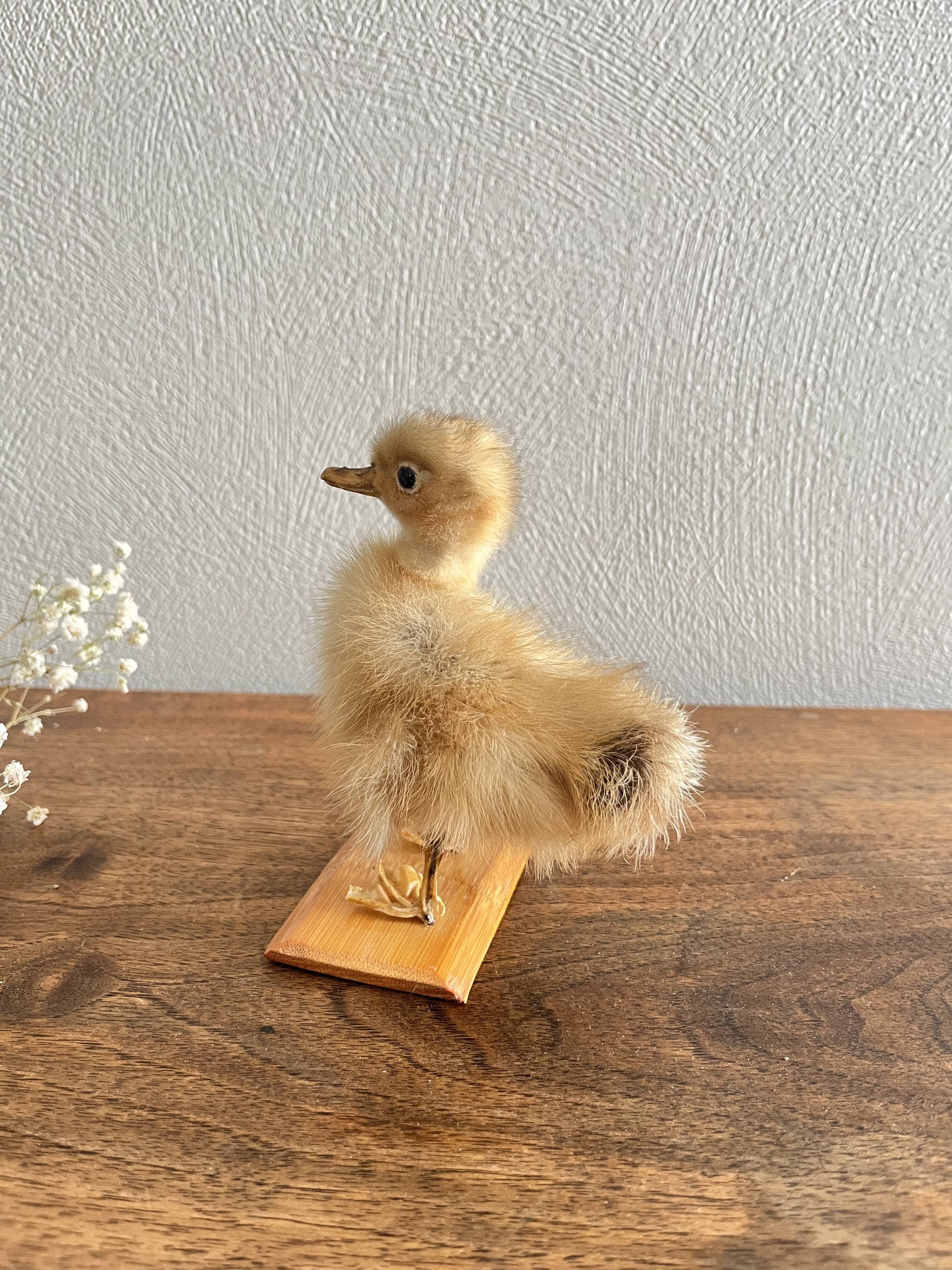 Taxidermy - Stuffed duckling