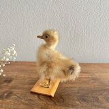 Taxidermy - Stuffed duckling