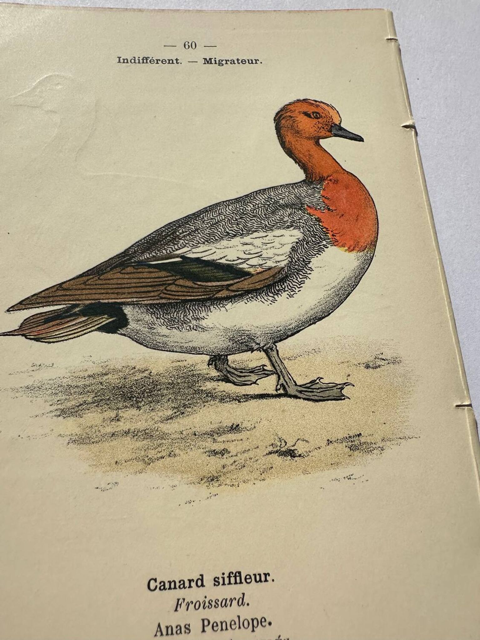 Gravure botanique oiseaux double face planche naturaliste Eau forte