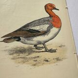 Botanical engraving birds double sided naturalist board Etching