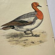 Gravure botanique oiseaux double face planche naturaliste Eau forte