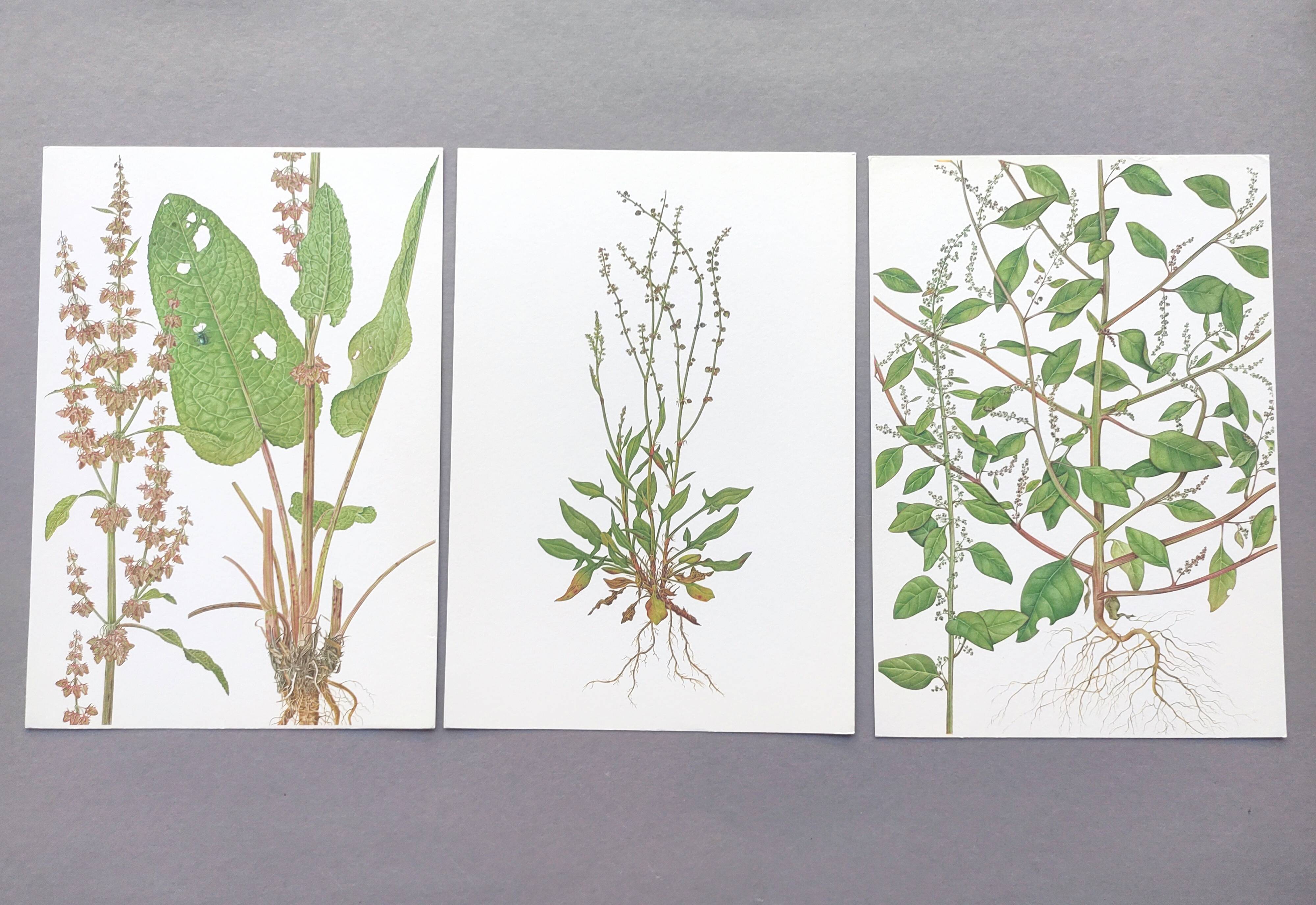 Lot de 3 planches botaniques vintage de 1978 - dont Oseille à feuilles obtuses - Gravure de plantes