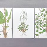 Lot de 3 planches botaniques vintage de 1978 - dont Oseille à feuilles obtuses - Gravure de plantes