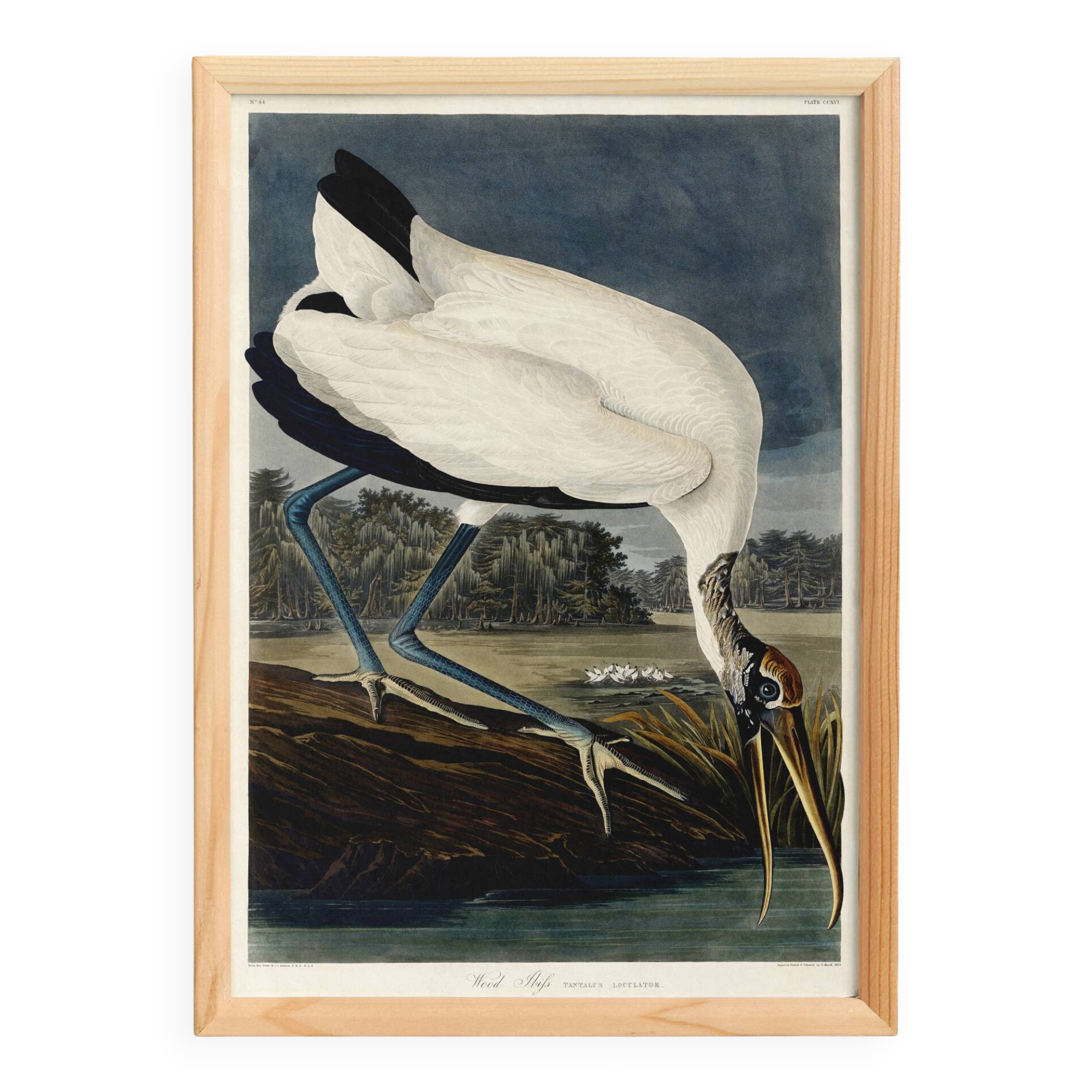 Poster about the American Stork, based on an old engraving from 1827.