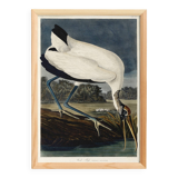 Poster about the American Stork, based on an old engraving from 1827.