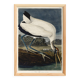 Poster about the American Stork, based on an old engraving from 1827.