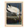Poster about the American Stork, based on an old engraving from 1827.
