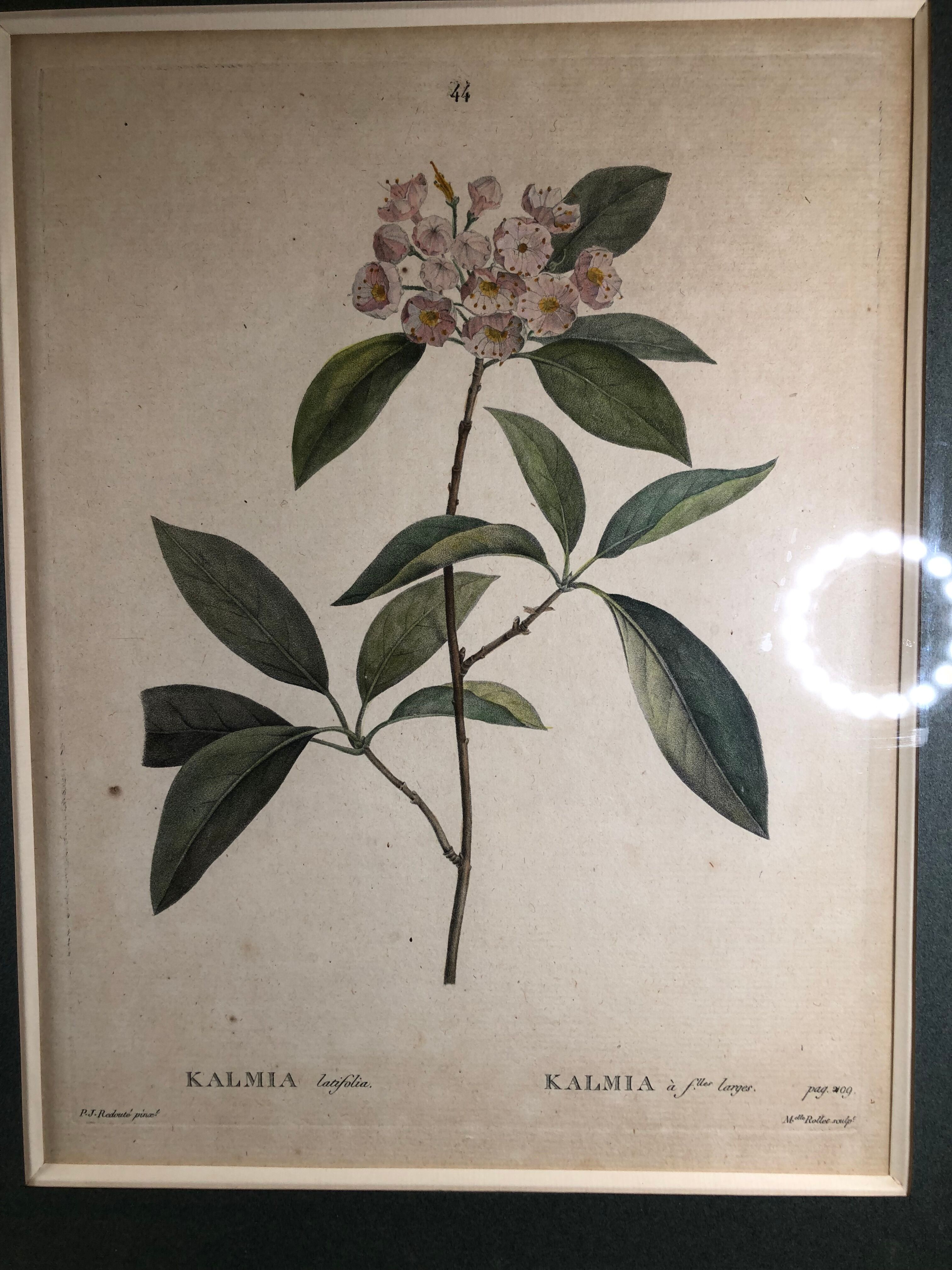 Poster board botanical illustration framed 19th flower Kalmia
