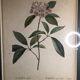 Poster board botanical illustration framed 19th flower Kalmia