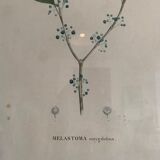 Cadres planches botanique vintage