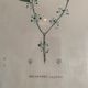 Vintage botanical boards frames