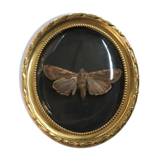 Butterfly under curved frame